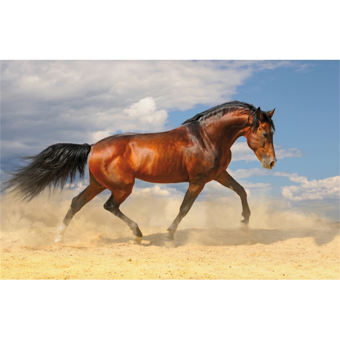 Afbeelding van bureauonderlegger Kangaro Dessin 44x68cm paard